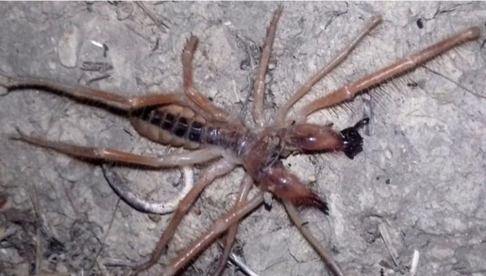 Αράχνη – σκορπιός (camel spider) εμφανίστηκε σε Κορινθία και Αργολίδα