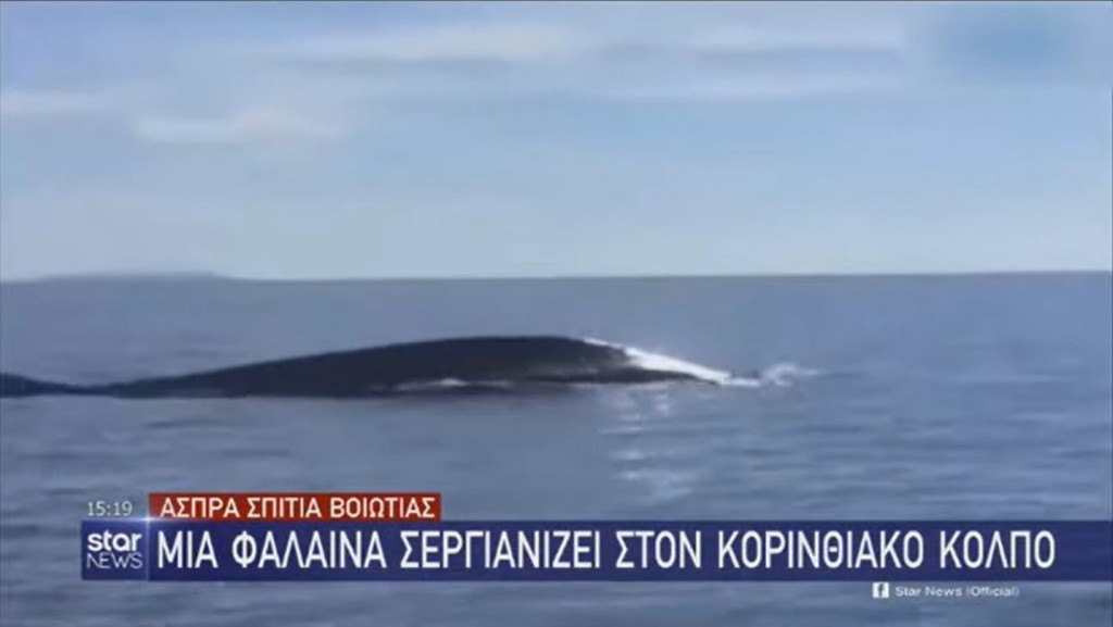 Κορινθιακός κόλπος: Φάλαινα βολτάρει μία ανάσα από την ακτή (βίντεο)