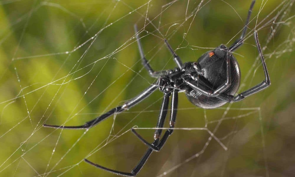 Μαύρη Αράχνη - Αποκλειστικό: Τι λέει η γυναίκα που τσιμπήθηκε και ο διευθυντής της ΜΕΘ που πήγε το βρέφος - ΠΕΛΟΠΟΝΝΗΣΟΣ
