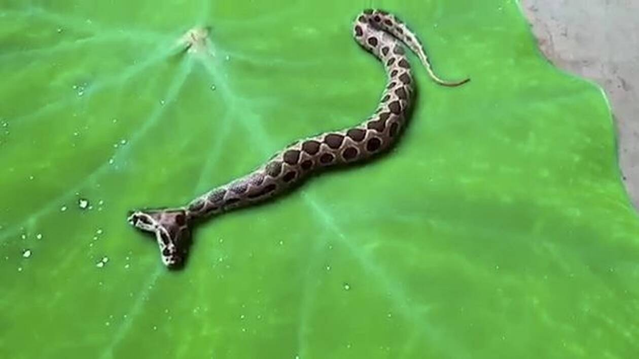 Ανακαλύφθηκε δικέφαλη οχιά - Το πιο επικίνδυνο φίδι του κόσμου - ΠΕΡΙΕΡΓΑ