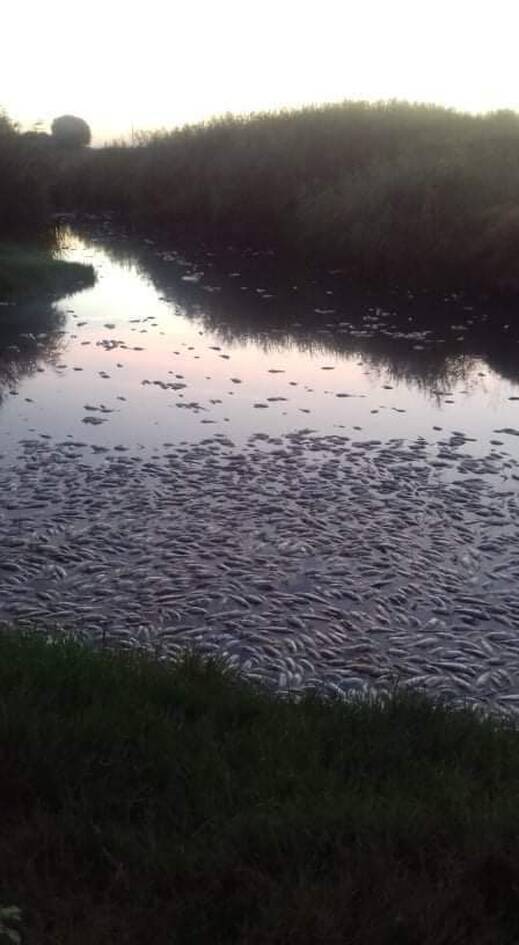 Τρομακτικό θέαμα στην Ξάνθη: Γέμισε η λίμνη με νεκρά ψάρια - ΠΕΡΙΕΡΓΑ