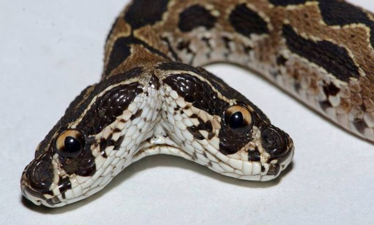 Ανακαλύφθηκε δικέφαλη οχιά - Το πιο επικίνδυνο φίδι του κόσμου - ΠΕΡΙΕΡΓΑ