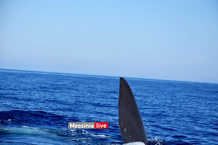 Απίστευτες εικόνες στη Μάνη: Τεράστια φάλαινα εμφανίστηκε δίπλα σε σκάφος - ΠΕΛΟΠΟΝΝΗΣΟΣ