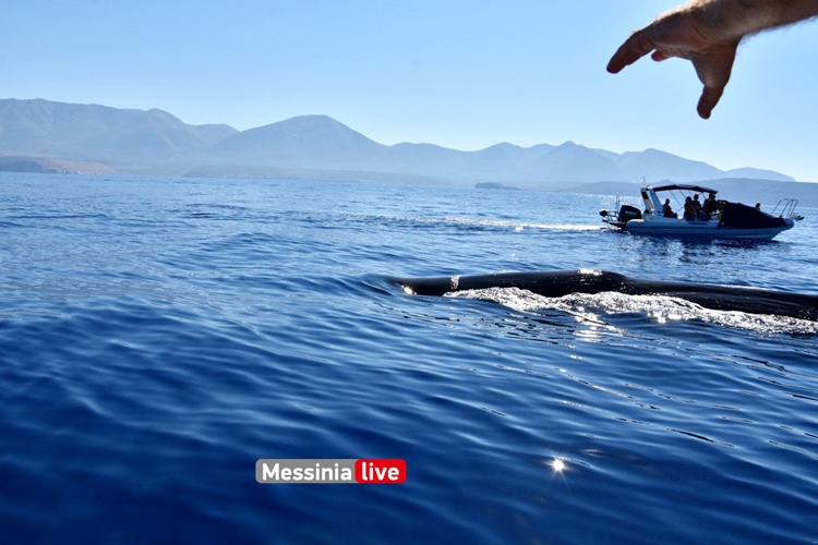 Απίστευτες εικόνες στη Μάνη: Τεράστια φάλαινα εμφανίστηκε δίπλα σε σκάφος - ΠΕΛΟΠΟΝΝΗΣΟΣ