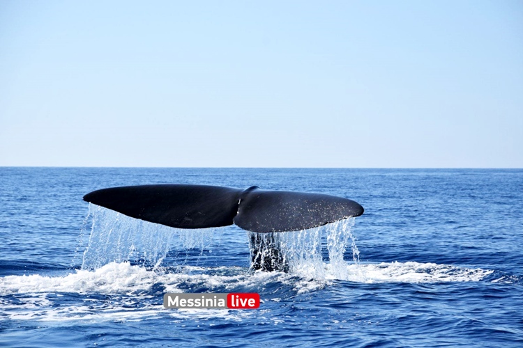 Απίστευτες εικόνες στη Μάνη: Τεράστια φάλαινα εμφανίστηκε δίπλα σε σκάφος