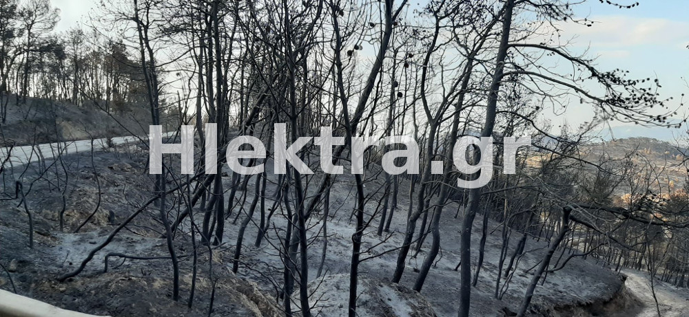 Φωτιά στις Κεχριές: Αποκαρδιωτικές εικόνες από τα καμμένα σχεδόν 15 μέρες μετά - ΚΟΡΙΝΘΙΑ