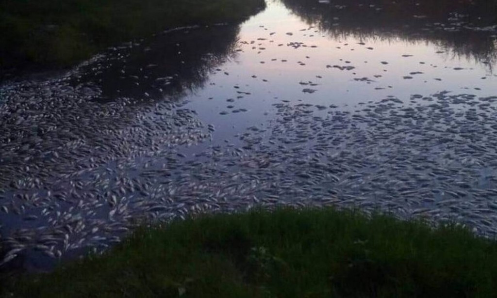 Τρομακτικό θέαμα στην Ξάνθη: Γέμισε η λίμνη με νεκρά ψάρια - ΠΕΡΙΕΡΓΑ