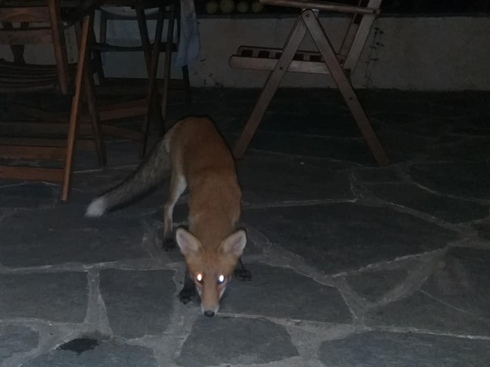 Ο Δημήτρης Μάρδας εξημέρωσε αλεπού και την έχει κατοικίδιο στο σπίτι του! - ΕΛΛΑΔΑ