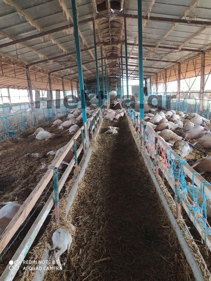 Υγειονομική βόμβα στο Καρποχωρι Καρδίτσας: Εκατοντάδες πρόβατα νεκρά και τουμπανιασμένα στις λάσπες... - ΕΛΛΑΔΑ