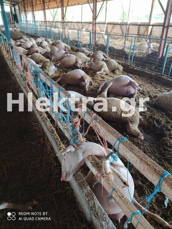 Υγειονομική βόμβα στο Καρποχωρι Καρδίτσας: Εκατοντάδες πρόβατα νεκρά και τουμπανιασμένα στις λάσπες... - ΕΛΛΑΔΑ