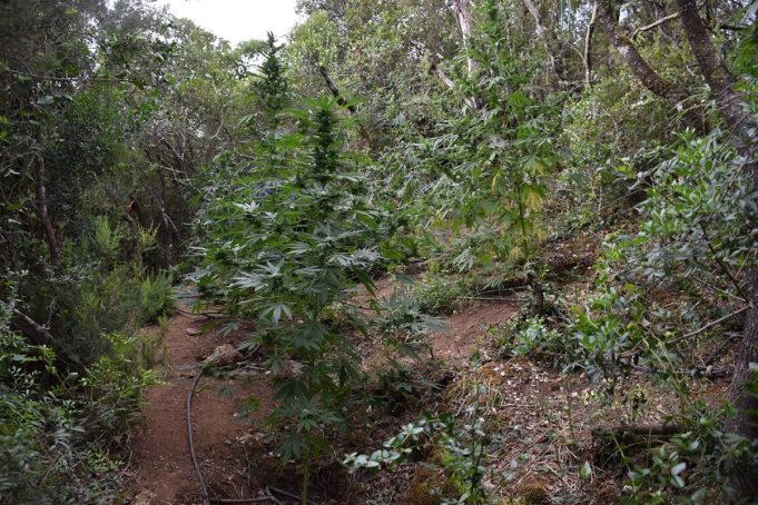 Μεσσηνία: Εντοπίστηκε φυτεία δενδρυλλίων κάνναβης - ΠΕΛΟΠΟΝΝΗΣΟΣ