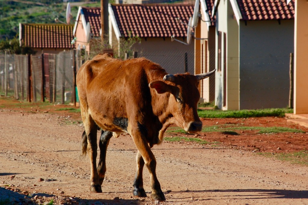 Περίεργο τροχαίο με... αγελάδα στην Αμαλιάδα: Πώς τραυματίστηκαν μάνα και κόρη - ΠΕΡΙΕΡΓΑ