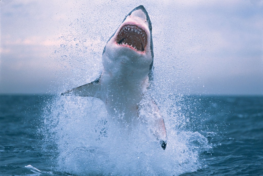 Εσείς το ξέρατε; Οι καρχαρίες προτιμούν να τρώνε άντρες