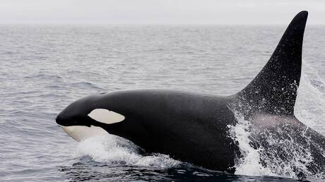 Συγκλονιστικό: Φάλαινες όρκες επιτίθενται και εμβολίζουν σκάφος - ΠΕΡΙΕΡΓΑ