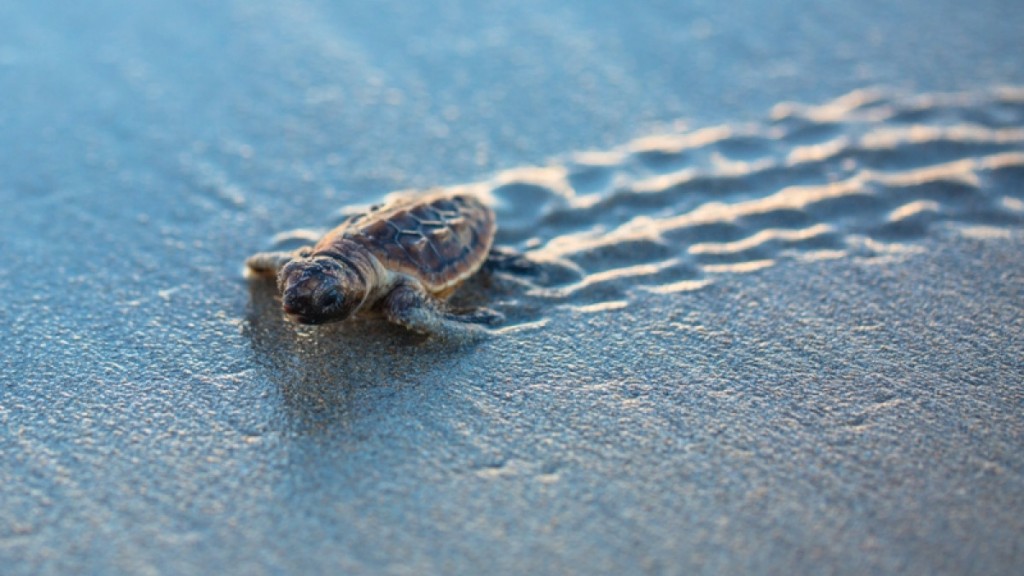 Άγιος Νικόλαος Κρήτης: Τα χελωνάκια έκαναν την εμφάνισή τους στην παραλία Άμμου