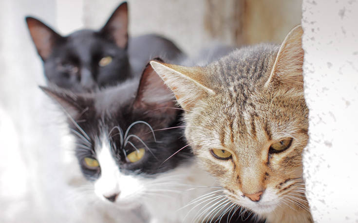 Φρίκη στην Πάτρα: Βρέθηκαν σφαγμένες 8 γάτες - ΠΕΛΟΠΟΝΝΗΣΟΣ