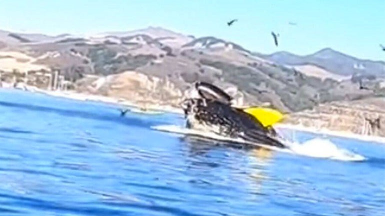 Φάλαινα «κατάπιε» δύο γυναίκες που έκαναν καγιάκ στην Καλιφόρνια - Δείτε βίντεο - ΔΙΕΘΝΗ