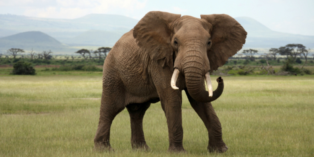 Απίστευτο: Ελέφαντας ανασύρθηκε με τη βοήθεια γερανού από πηγάδι βάθους 17 μέτρων στην Ινδία [βίντεο] - ΠΕΡΙΕΡΓΑ