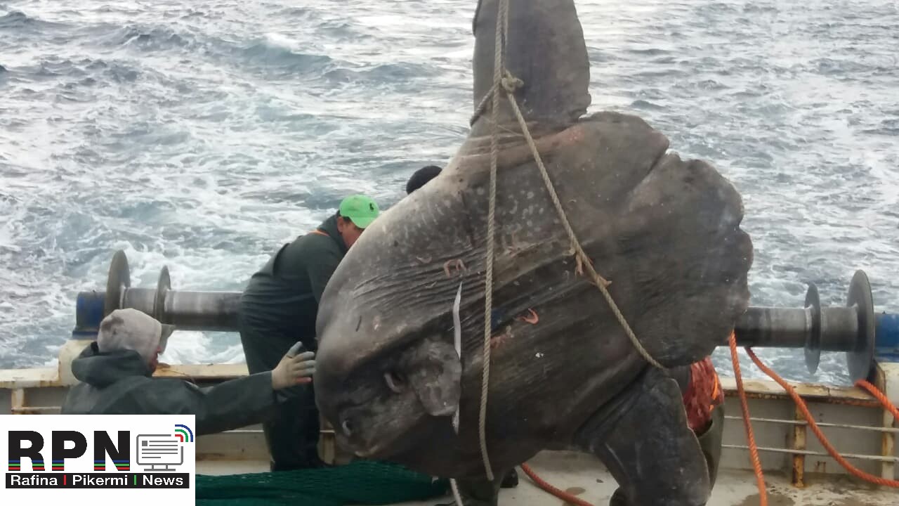 Τρομερή ψαριά: Έπιασε φεγγαρόψαρο 300 κιλών ανοιχτά των Αγίων Θεοδώρων - ΚΟΡΙΝΘΙΑ