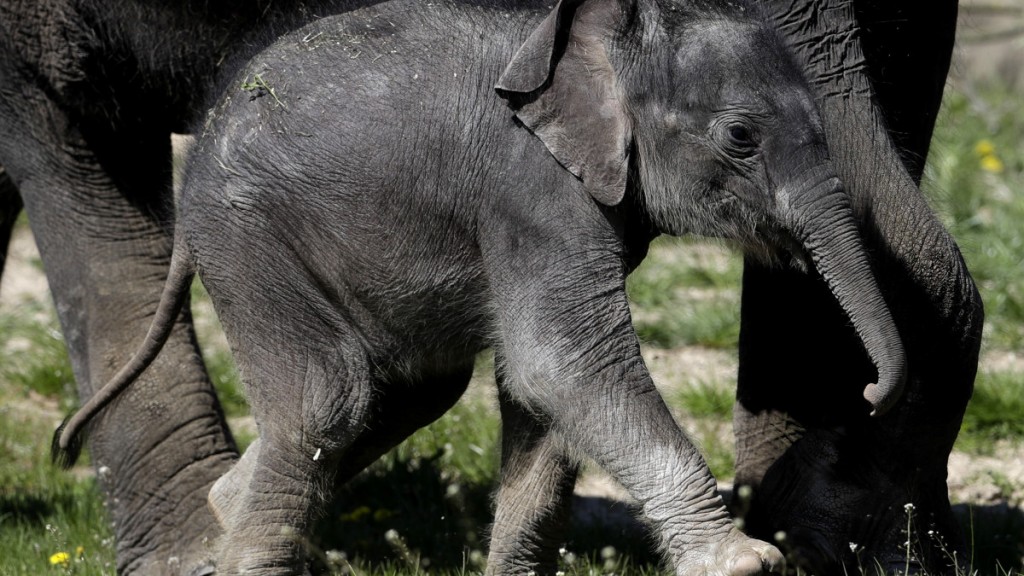 Τόκιο: Η γέννα που άργησε 138 χρόνια- Ζωολογικός κήπος παρουσιάζει το πρώτο ελεφαντάκι - ΠΕΡΙΕΡΓΑ