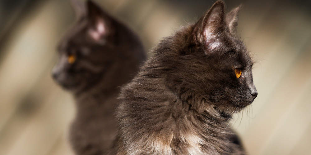 Γάτες που μένουν μόνιμα στο μουσείο Ερμιτάζ της Ρωσίας γίνονται κληρονόμοι ενός πλούσιου Γάλλου - ΔΙΕΘΝΗ