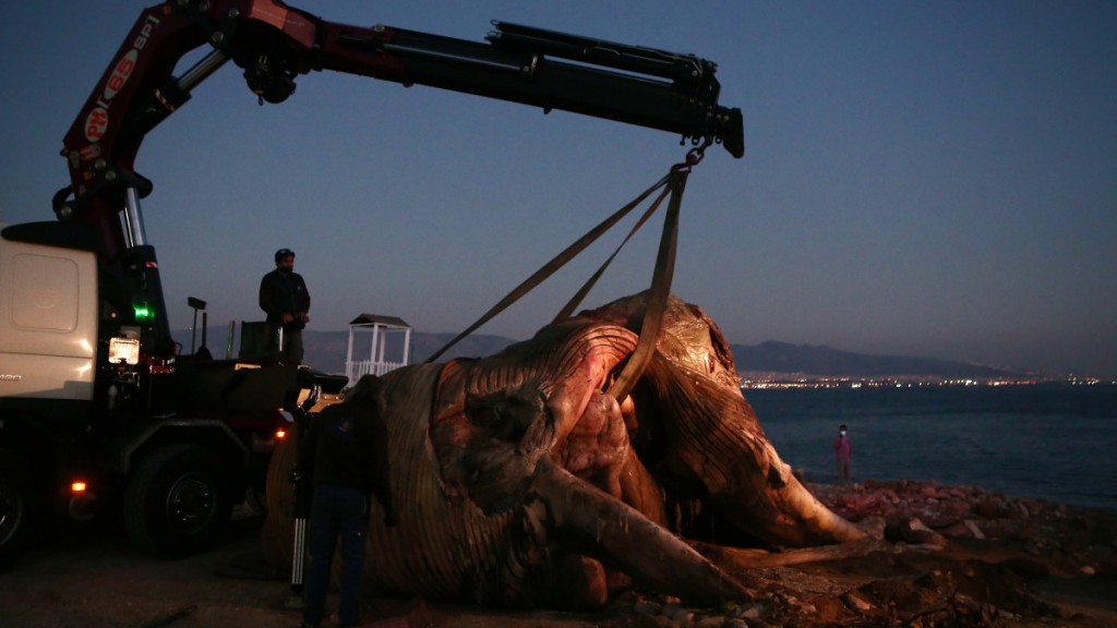 Νεκρή φάλαινα ξεβράστηκε στην παραλία της Φρεαττύδας - ΠΕΡΙΕΡΓΑ