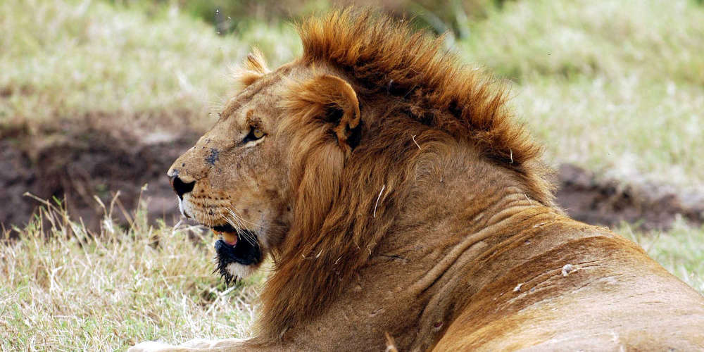 Κορωνοϊός – Ισπανία: Τέσσερα λιοντάρια σε ζωολογικό κήπο βρέθηκαν θετικά - ΔΙΕΘΝΗ