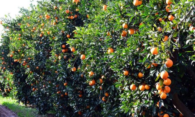 Κορινθία : Συνελήφθησαν γιατί έκλεβαν πορτοκάλια από αγρόκτημα - ΚΟΡΙΝΘΙΑ