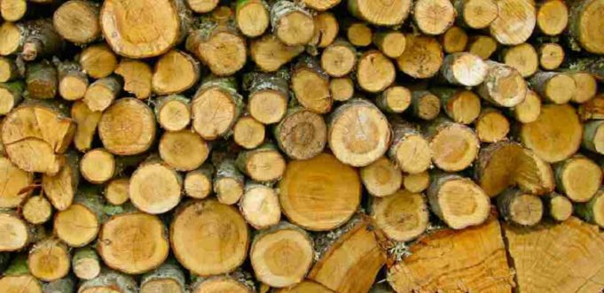 Σύλληψη για αφαίρεση ξύλων στην Κόρινθο - ΚΟΡΙΝΘΙΑ