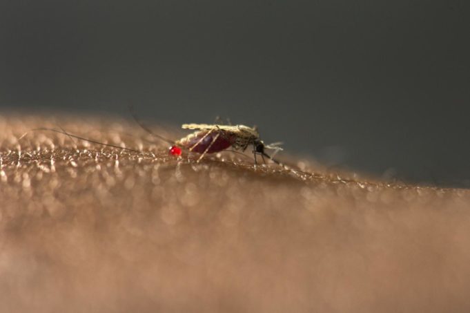 Νέο κουνούπι μεταδίδει την ελονοσία και απειλεί την Αφρική - ΔΙΕΘΝΗ
