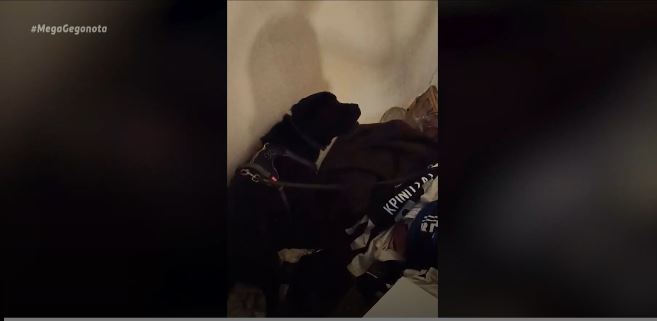 Θεσσαλονίκη: Αστυνομικός σκύλος εντόπισε ναρκωτικά σε διαμέρισμα - ΕΛΛΑΔΑ