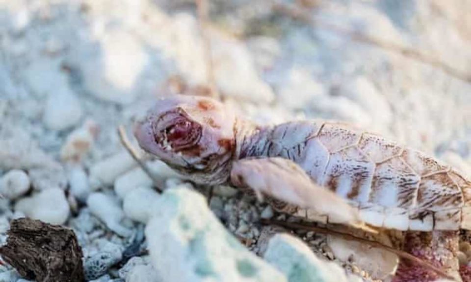 Σπανιότατο χελωνάκι- αλμπίνος που γεννήθηκε στην Αυστραλία παλεύει για την επιβίωσή του - ΠΕΡΙΕΡΓΑ