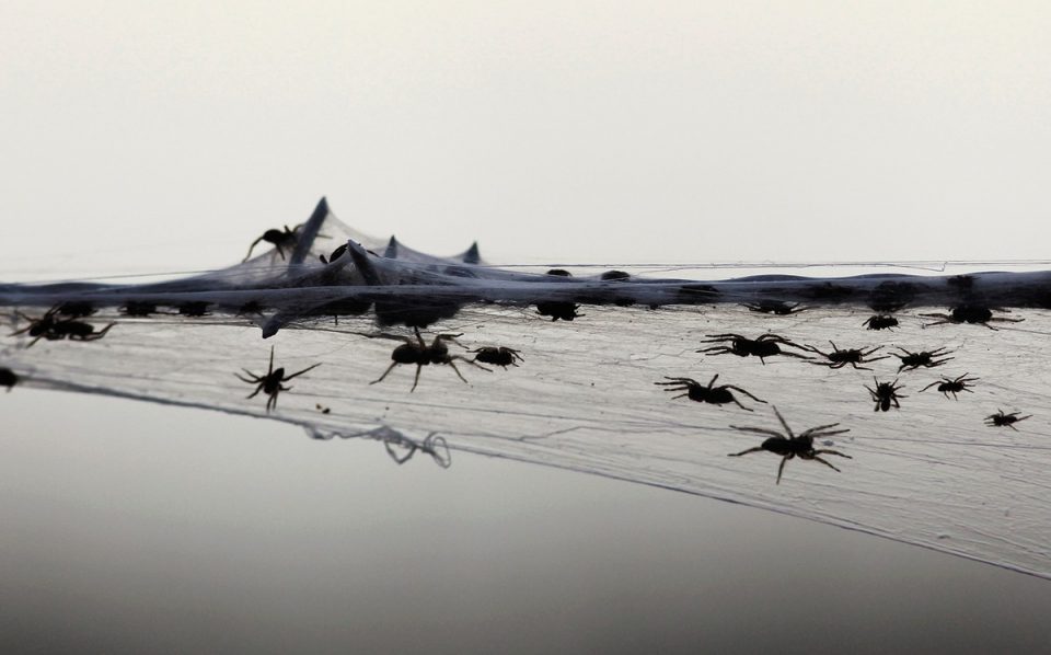 Οι πλημμύρες της Αυστραλίας πλημμύρισαν τη χώρα με...αράχνες και φίδια [εικόνες & βίντεο] - ΔΙΕΘΝΗ