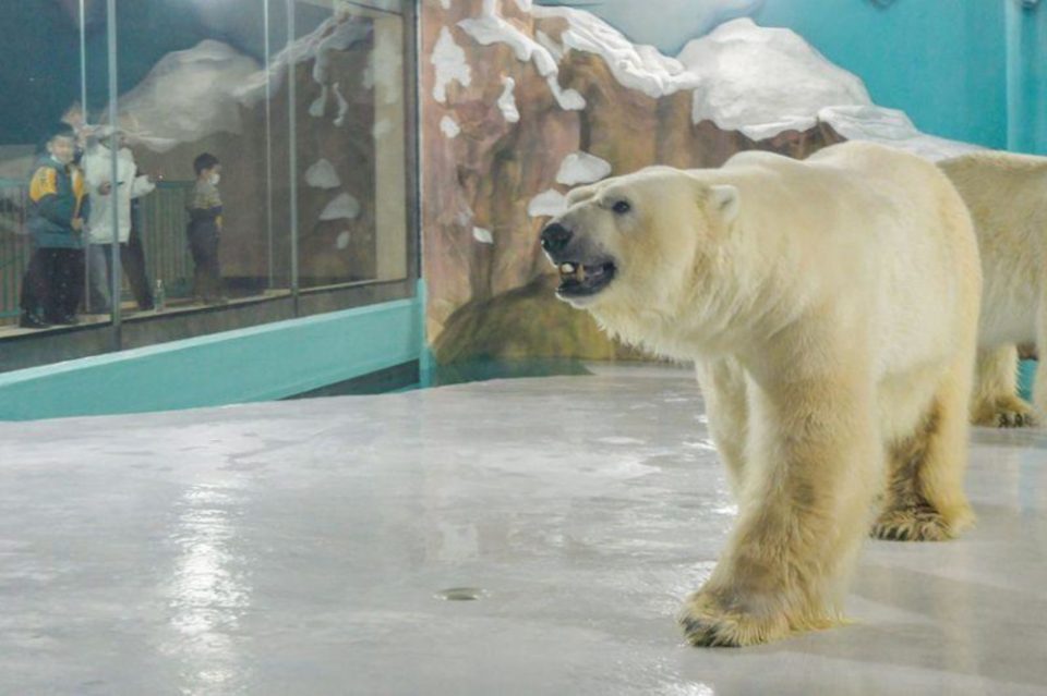 Κίνα: Ενθουσιασμός, αλλά και σφοδρή κριτική για το πρώτο «Ξενοδοχείο με πολικές αρκούδες» του κόσμου - ΔΙΕΘΝΗ