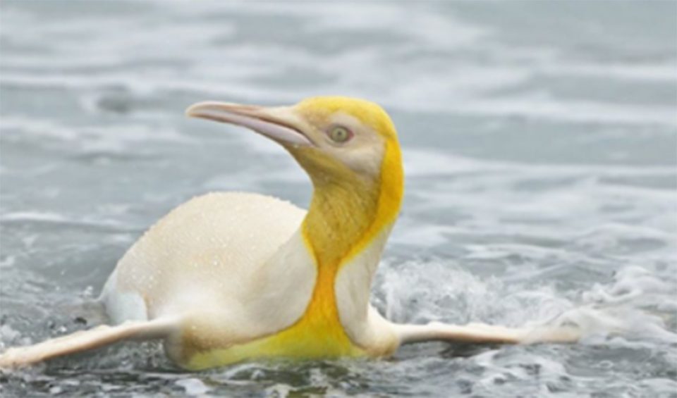 Η ομορφιά της φύσης σε μία εικόνα: Ο κίτρινος πιγκουίνος που εντυπωσιάζει τους επιστήμονες - ΔΙΕΘΝΗ