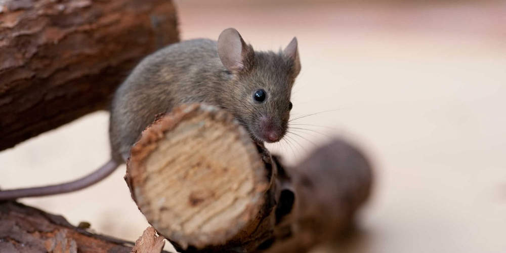 Αυστραλία: Εκατοντάδες ποντίκια καταστρέφουν σοδειές και στέλνουν ανθρώπους στο νοσοκομείο - ΔΙΕΘΝΗ
