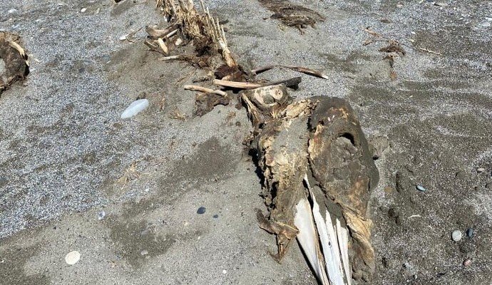 Ο… περίεργος σκελετός τριών μέτρων που ξεβράστηκε σε παραλία της Κρήτης [εικόνες] - ΕΛΛΑΔΑ