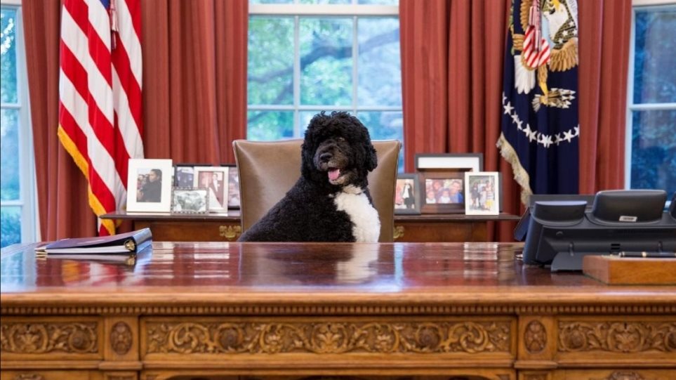 Πέθανε ο «Μπο», ο σκύλος του Μπάρακ Ομπάμα και... σταρ του Λευκού Οίκου - ΔΙΕΘΝΗ