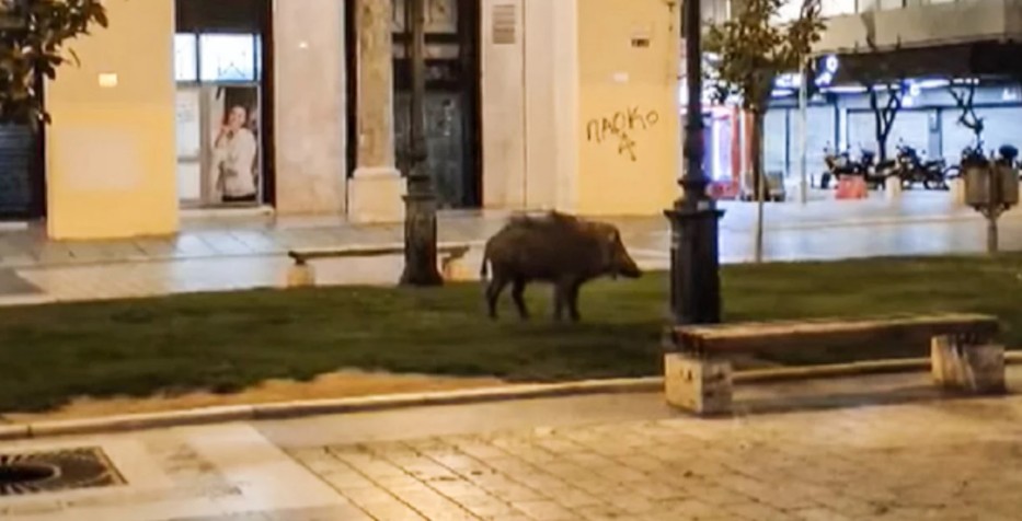 Απίστευτο θέαμα στην Θεσσαλονίκη: Αγριογούρουνο έκοβε βόλτες στην πλατεία Αριστοτέλους - ΠΕΡΙΕΡΓΑ