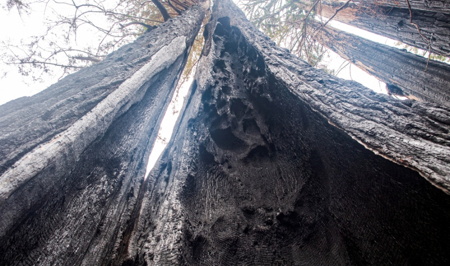 ΗΠΑ: Ένα γιγάντιο δέντρο σεκόγια εξακολουθεί να καίγεται από το καλοκαίρι του 2020 - ΠΕΡΙΕΡΓΑ