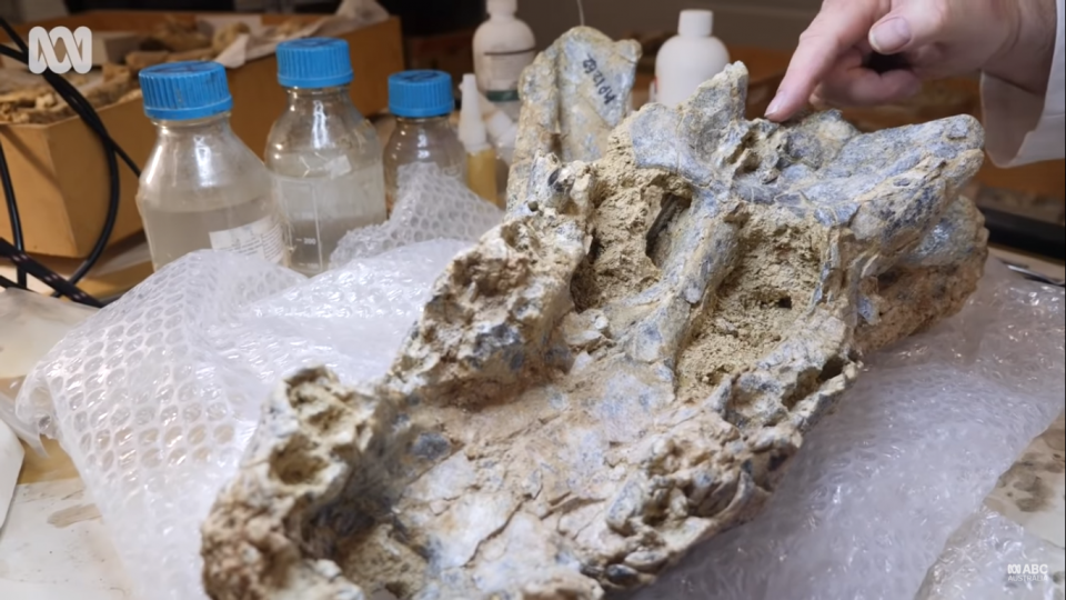 Αυστραλία: Ανακαλύφθηκε απολίθωμα τεράστιου προϊστορικού κροκόδειλου, άγνωστου έως τώρα στην επιστήμη - ΔΙΕΘΝΗ