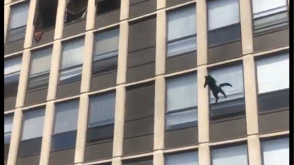 Εφτάψυχη γάτα πηδάει από τον 5ο όροφο φλεγόμενου κτιρίου και φεύγει... κυρία - Δείτε βίντεο - ΠΕΡΙΕΡΓΑ