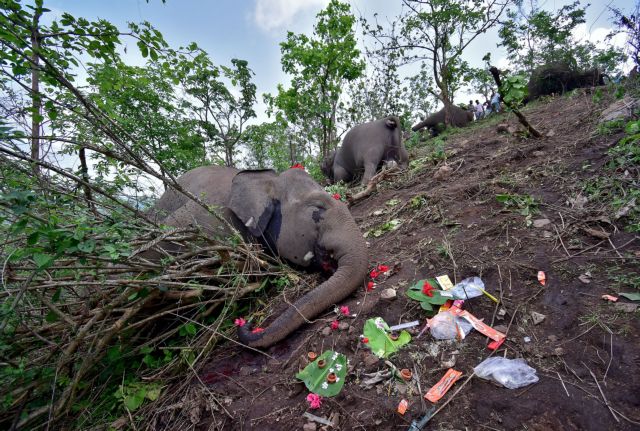 Ινδία: Νεκροί εντοπίστηκαν 18 άγριοι ελέφαντες – Πιθανόν χτυπήθηκαν από κεραυνούς - ΔΙΕΘΝΗ