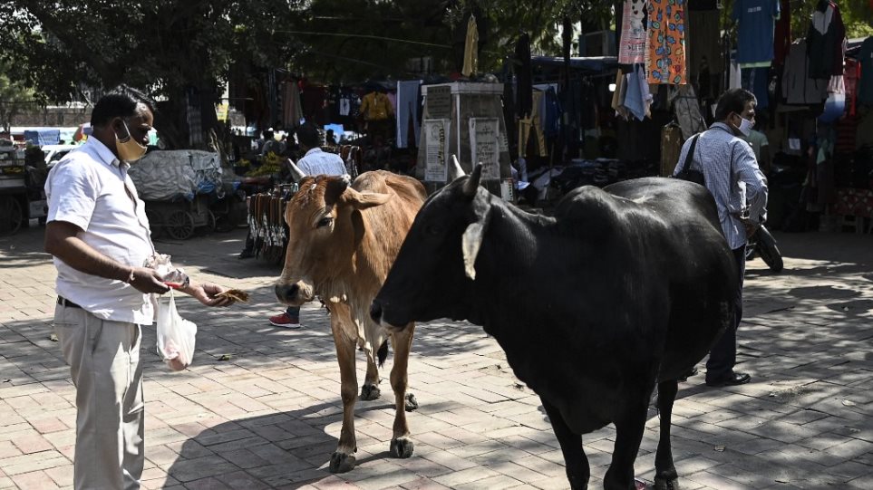 india_cows