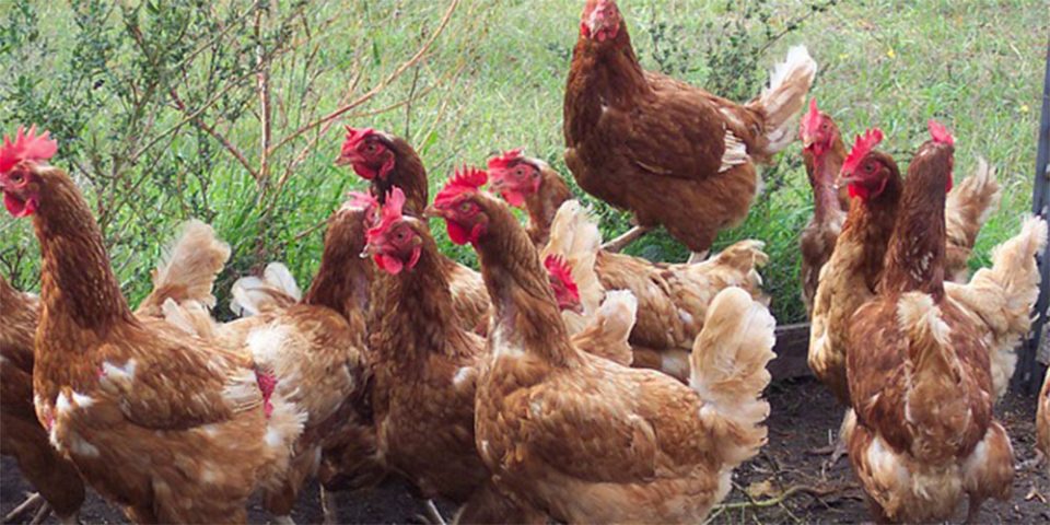 Η απίστευτη οδηγία των CDC στους Αμερικανούς: «Μην αγκαλιάζετε τις κότες σας» - ΔΙΕΘΝΗ