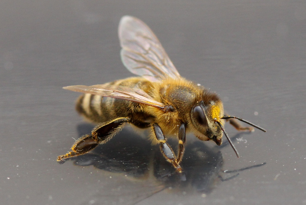 Κορωνοϊός: Ερευνητές εκπαίδευσαν μέλισσες για να εντοπίζουν τις μολύνσεις - ΔΙΕΘΝΗ
