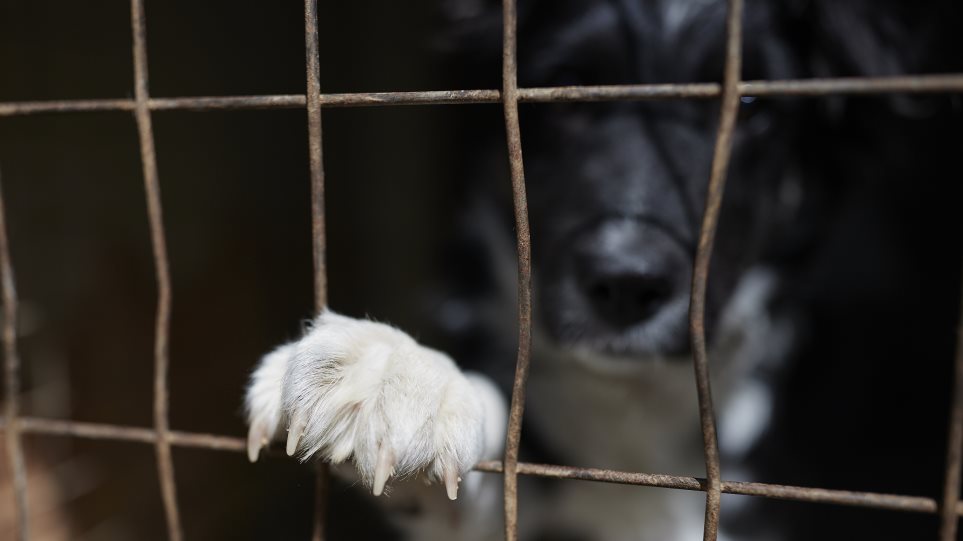 Τι αλλάζει με το νομοσχέδιο για ζώα συντροφιάς και αδέσποτα - ΕΛΛΑΔΑ