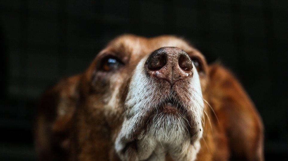 Εκπαιδευμένα σκυλιά μπορούν να εντοπίσουν ανθρώπους που έχουν μολυνθεί - ΠΕΡΙΕΡΓΑ