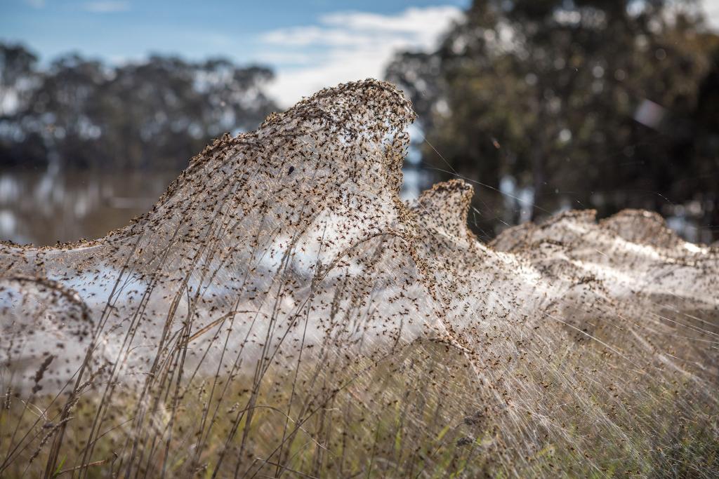 Ιστοί αράχνης σκέπασαν ολόκληρη περιοχή στην Αυστραλία - ΠΕΡΙΕΡΓΑ