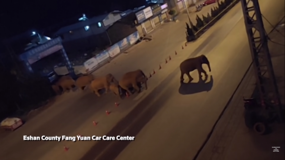 Κίνα: Ελέφαντες που ξέφυγαν από καταφύγιο σπέρνουν την καταστροφή [βίντεο] - ΠΕΡΙΕΡΓΑ